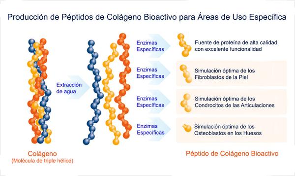 Antiage – Colágeno hidrolizado tipo I, II, III