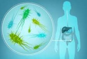 Envejecimiento Cerebral y Flora Intestinal